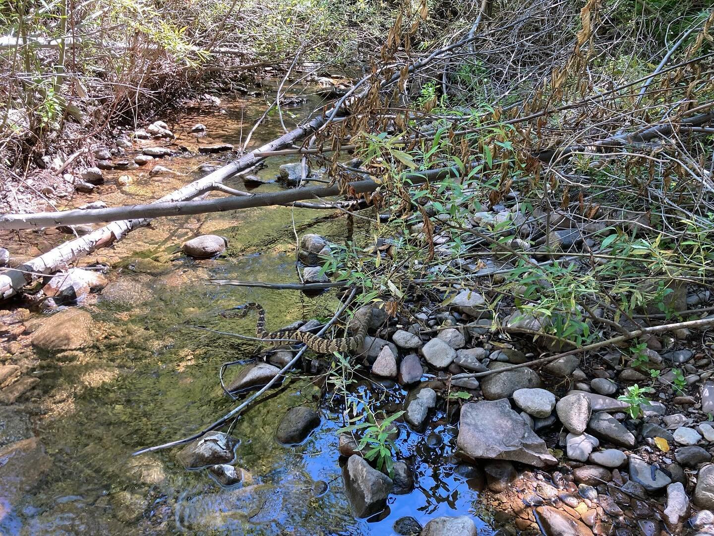 Mineral Creek has about 40 creek crossings before camp. Can you find our crossing guard?