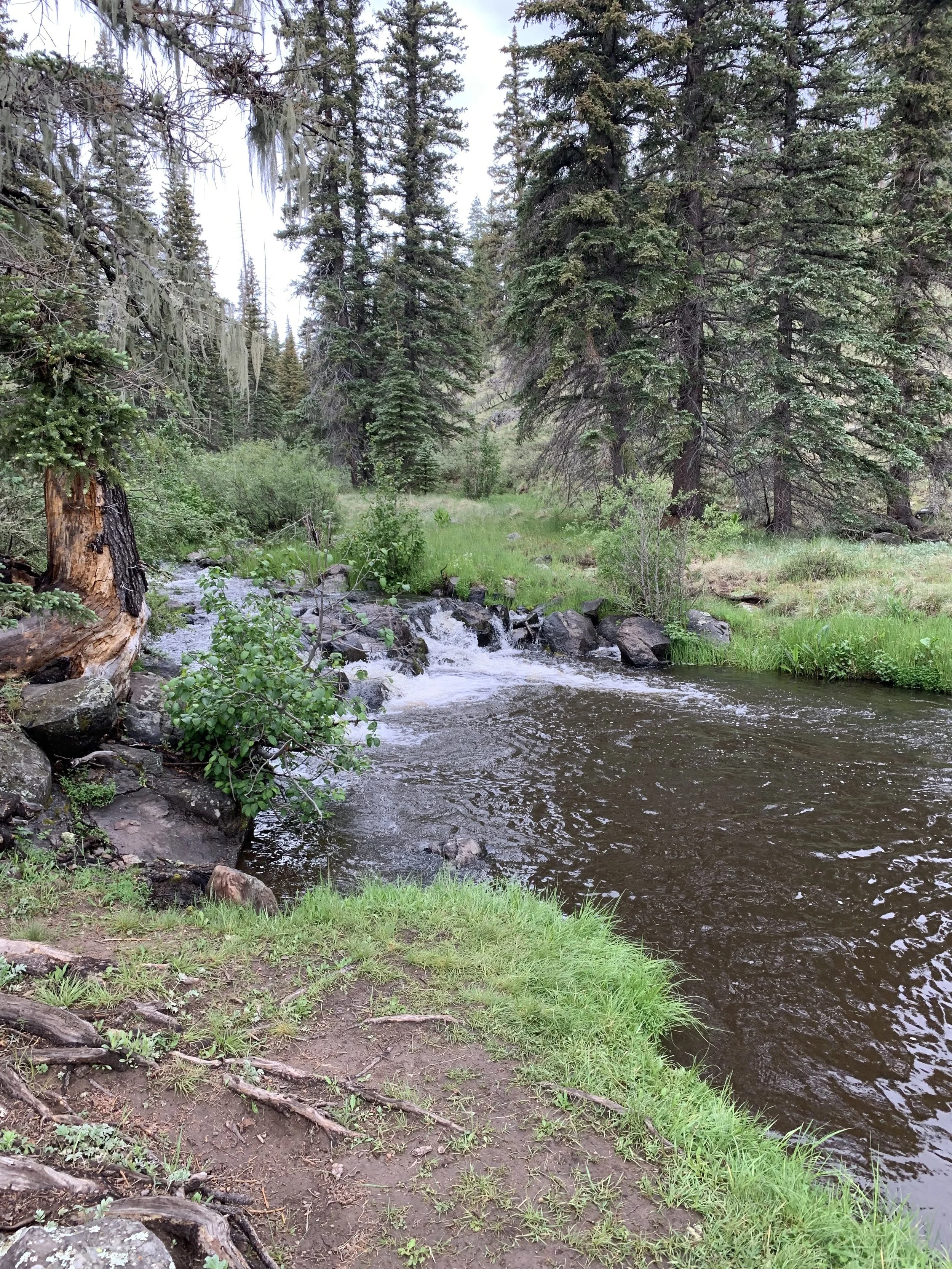 A forest scene with tall evergreen trees, a small stream, green grass, and rocks along the water's edge.
