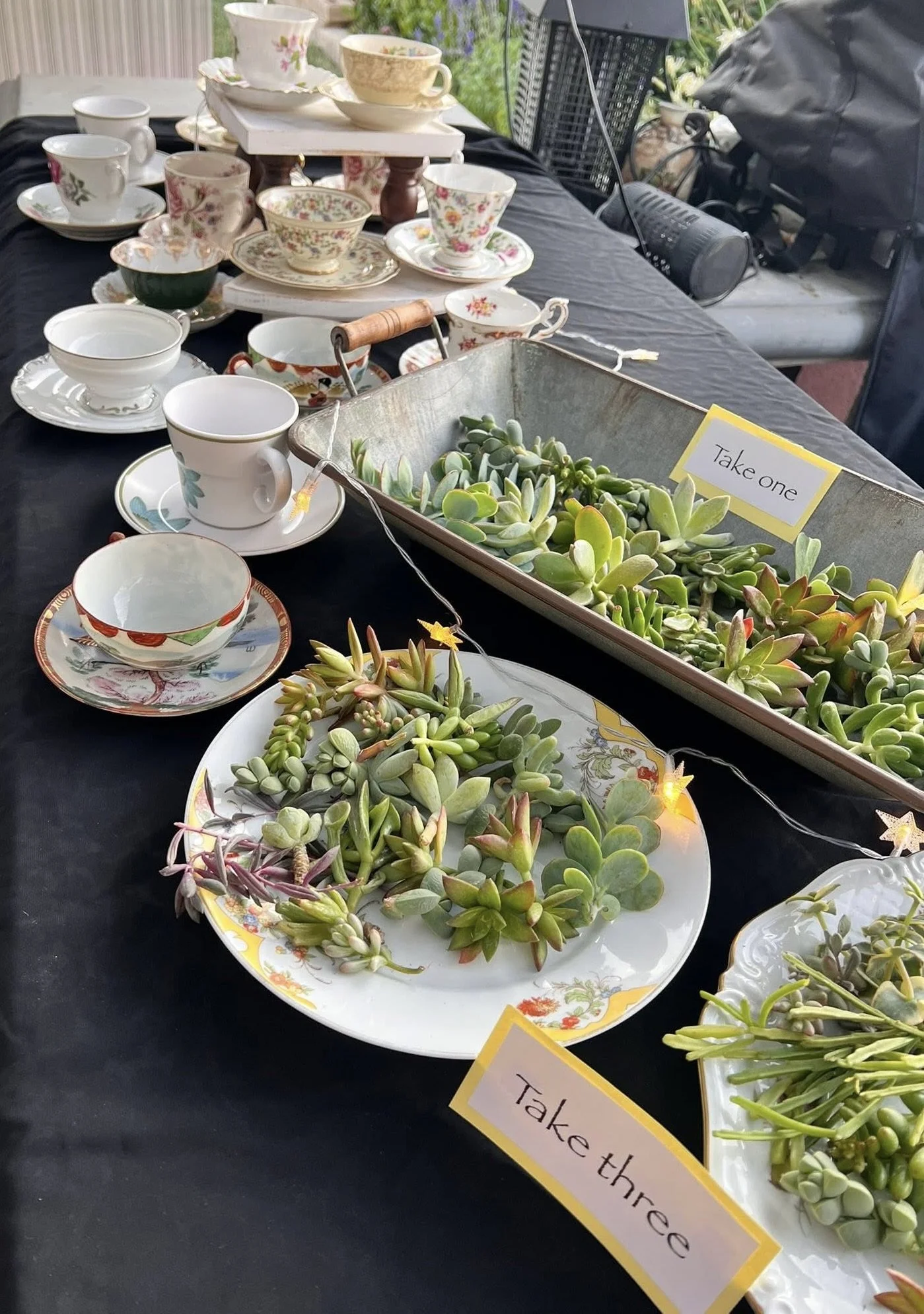 A table covered with a black cloth displaying various decorated teacups, saucers, cups, and plates, along with trays of assorted green and purple succulents. There are signs with handwritten text, one reads 'Take one' and another seen partially readi