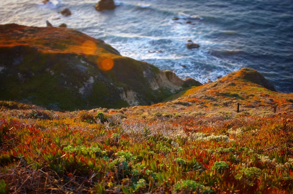 Big Sur, California | Artist M. Walker's photography