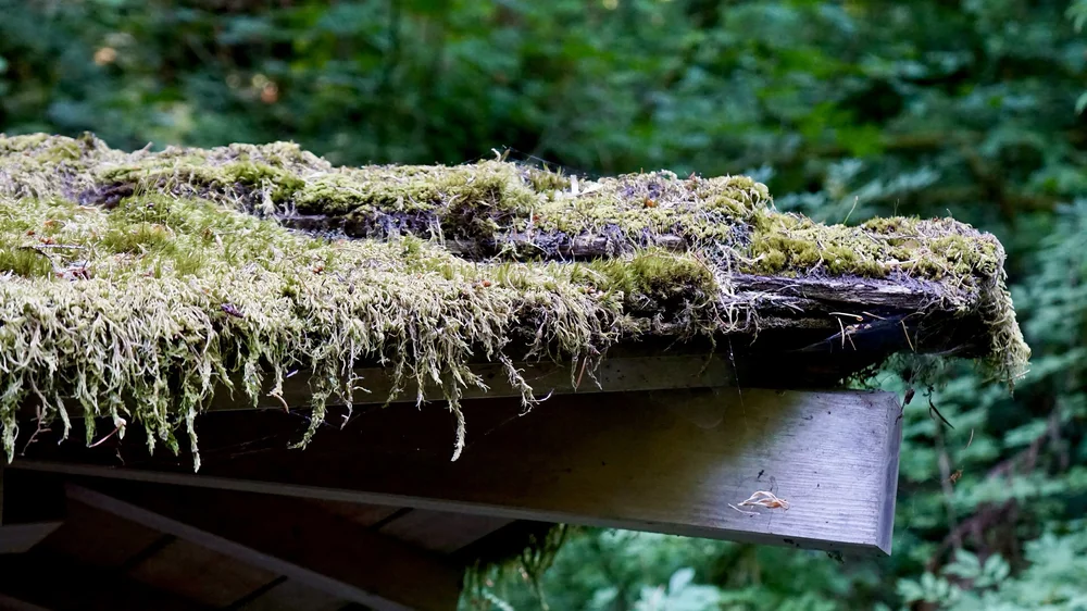Portland Japanese Gardens | Artist M. Walker's photography