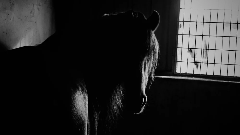 Horse In Stable | Artist M. Walker's photography