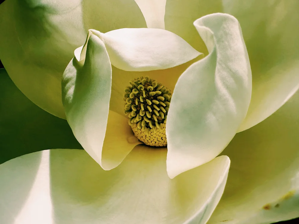Magnolia Bloom. | Artist M. Walker's photography