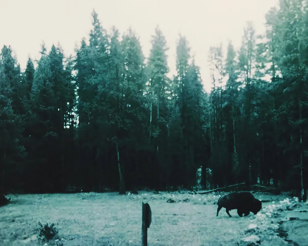 Yellowstone Bison | Artist M. Walker's photography