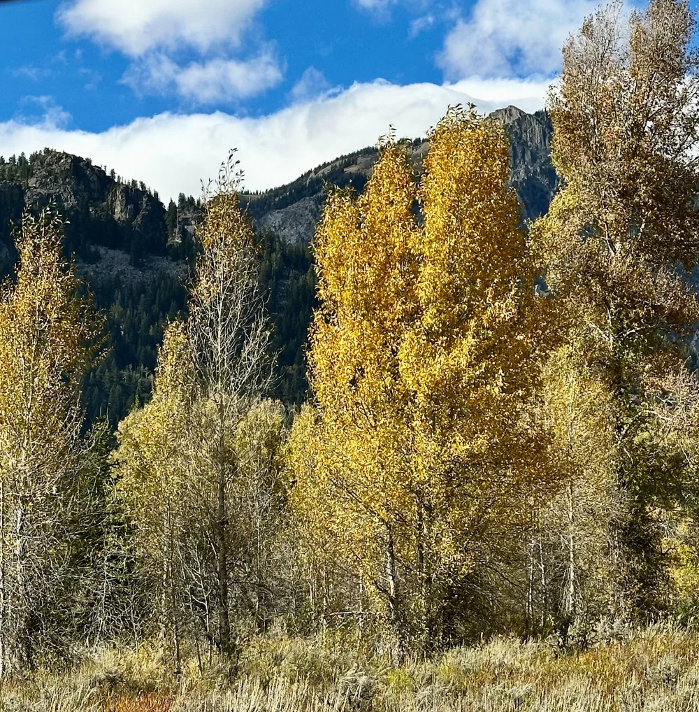 Moose, Wyoming | Artist M. Walker's photography