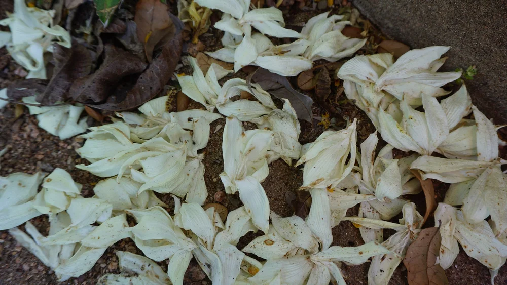 Yucca Bloom Petals | Artist M. Walker's photography