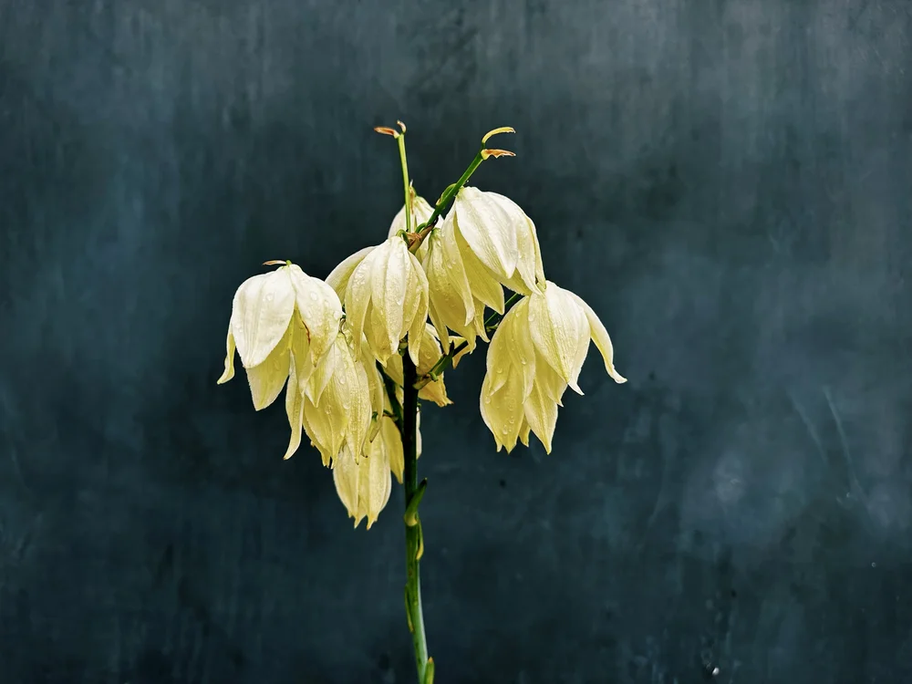 Yucca Bloom | Artist M. Walker's photography