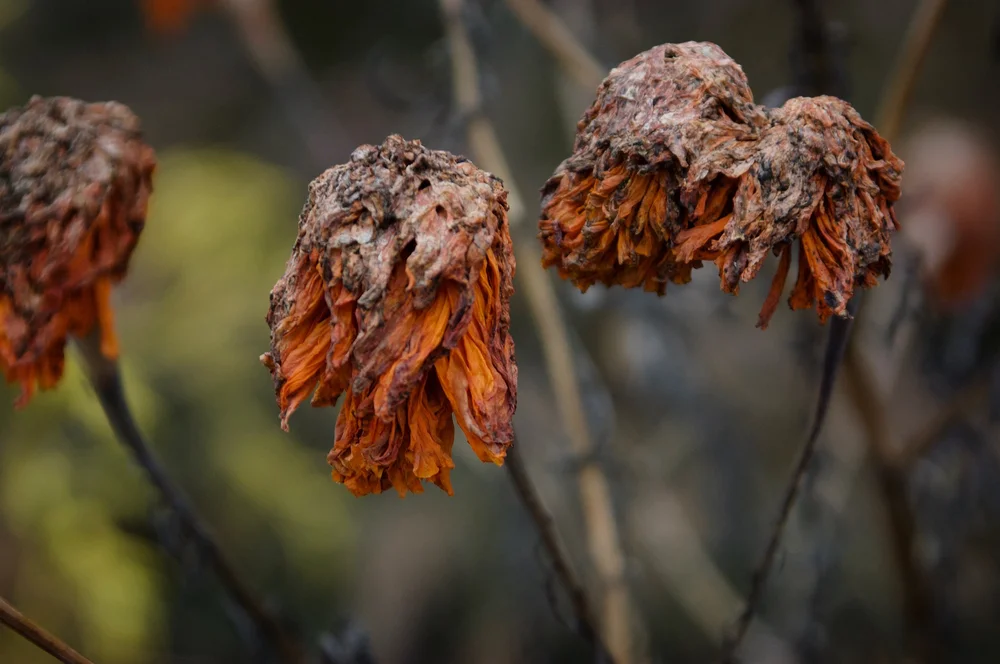 Barnet, Vermont | Artist M. Walker's photography