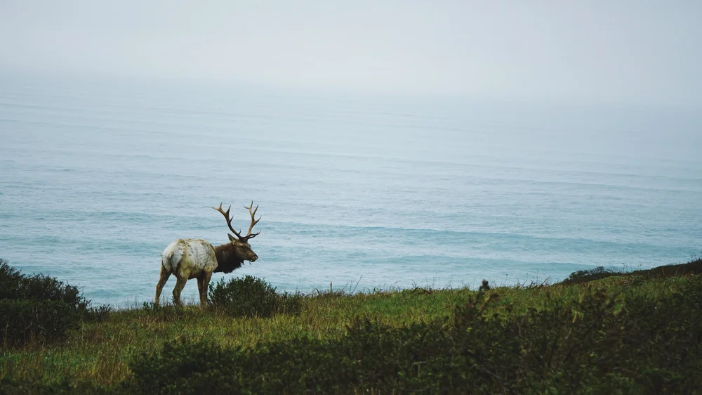 Tule Elk | Artist M. Walker's photography