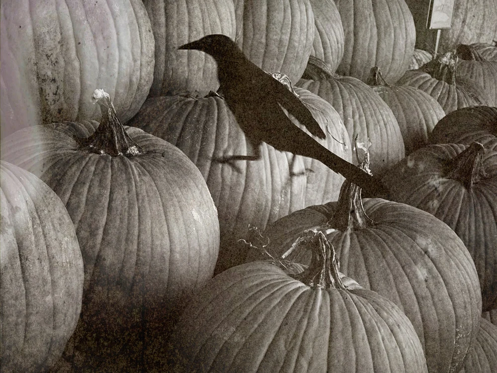 Grackle And Pumpkins | Artist M. Walker's photography