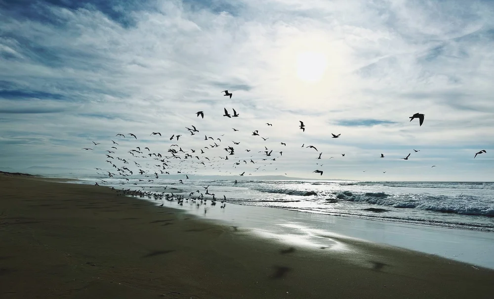 Salinas River State Beach | Artist M. Walker's photography