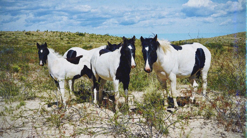 Horses On West Texas Ranch | Artist M. Walker's photography