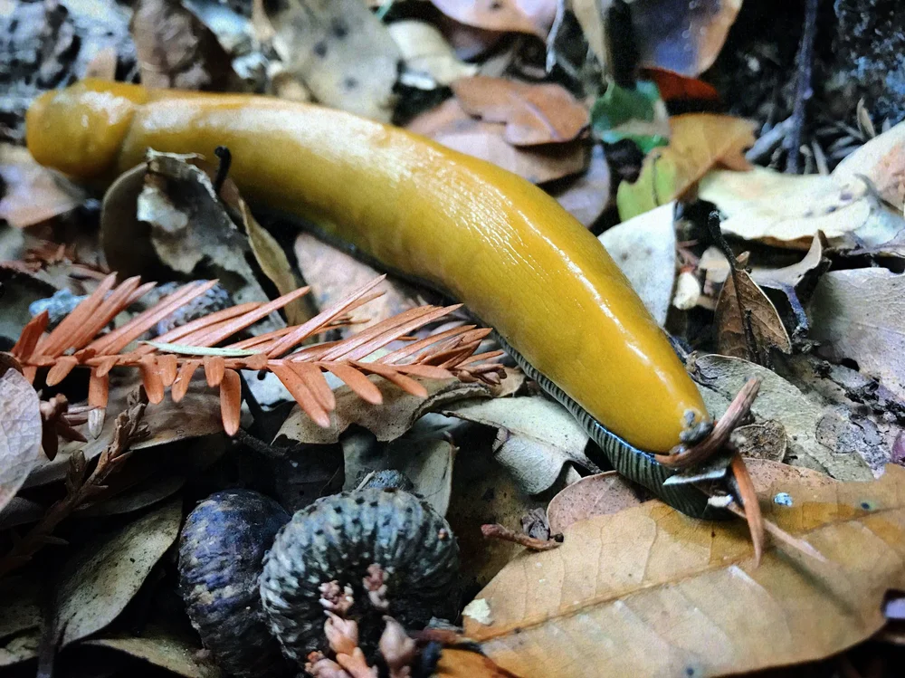 Banana Slug | Artist M. Walker's photography