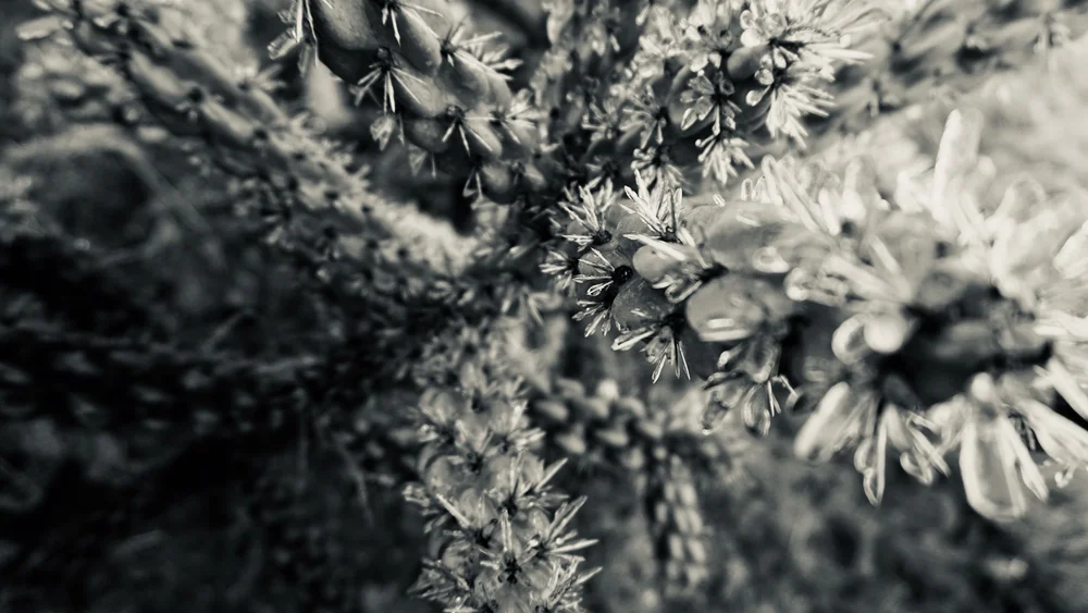 Frozen Cactus | Artist M. Walker's photography