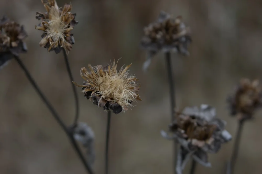Barnet, Vermont | Artist M. Walker's photography