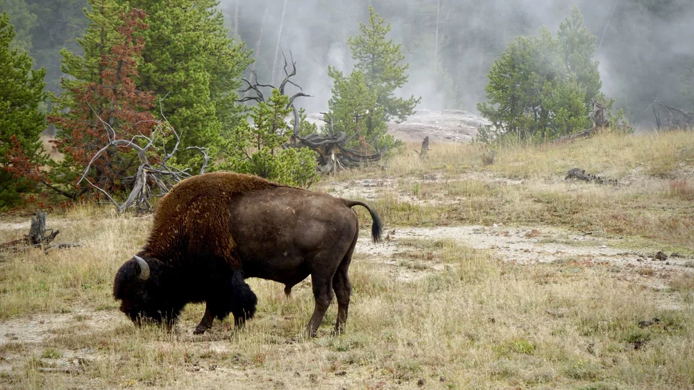 Yellowstone Bison | Artist M. Walker's photography