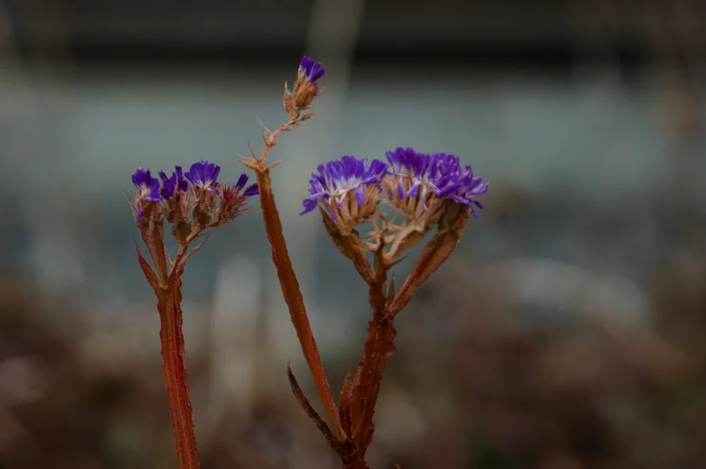 Barnet, Vermont | Artist M. Walker's photography