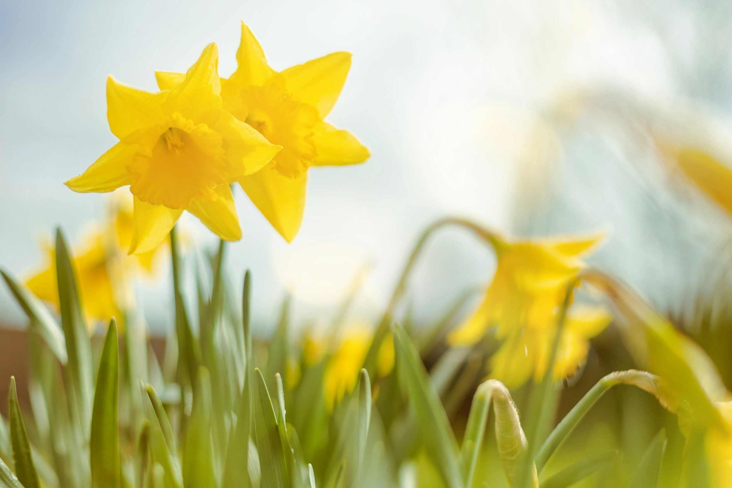 Easter Monday