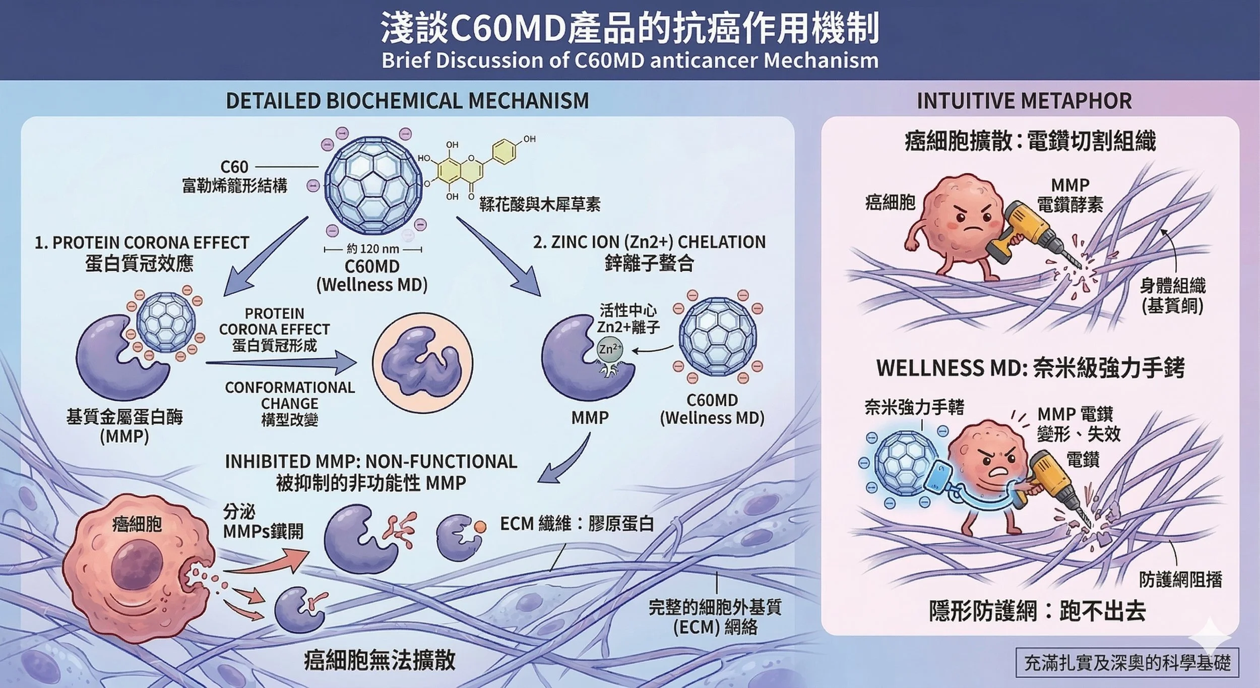 A Brief Overview of the Anti-cancer Mechanisms of C60 MD (Wellness MD)