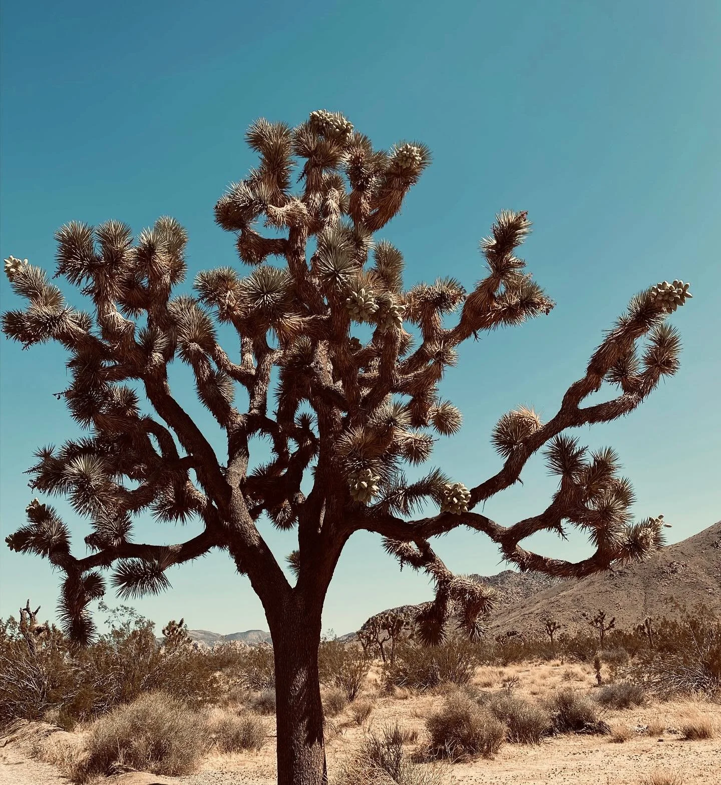There has been a clear shift in energy now that The Lotus Retreat will be held just before we meet the Winter Solstice.✨

Friday, December 5, 2025 through Sunday, December 7, 2025

Hosted on the property of Cactus Moon Retreat 🫶🏼🏜️

As leaders, So