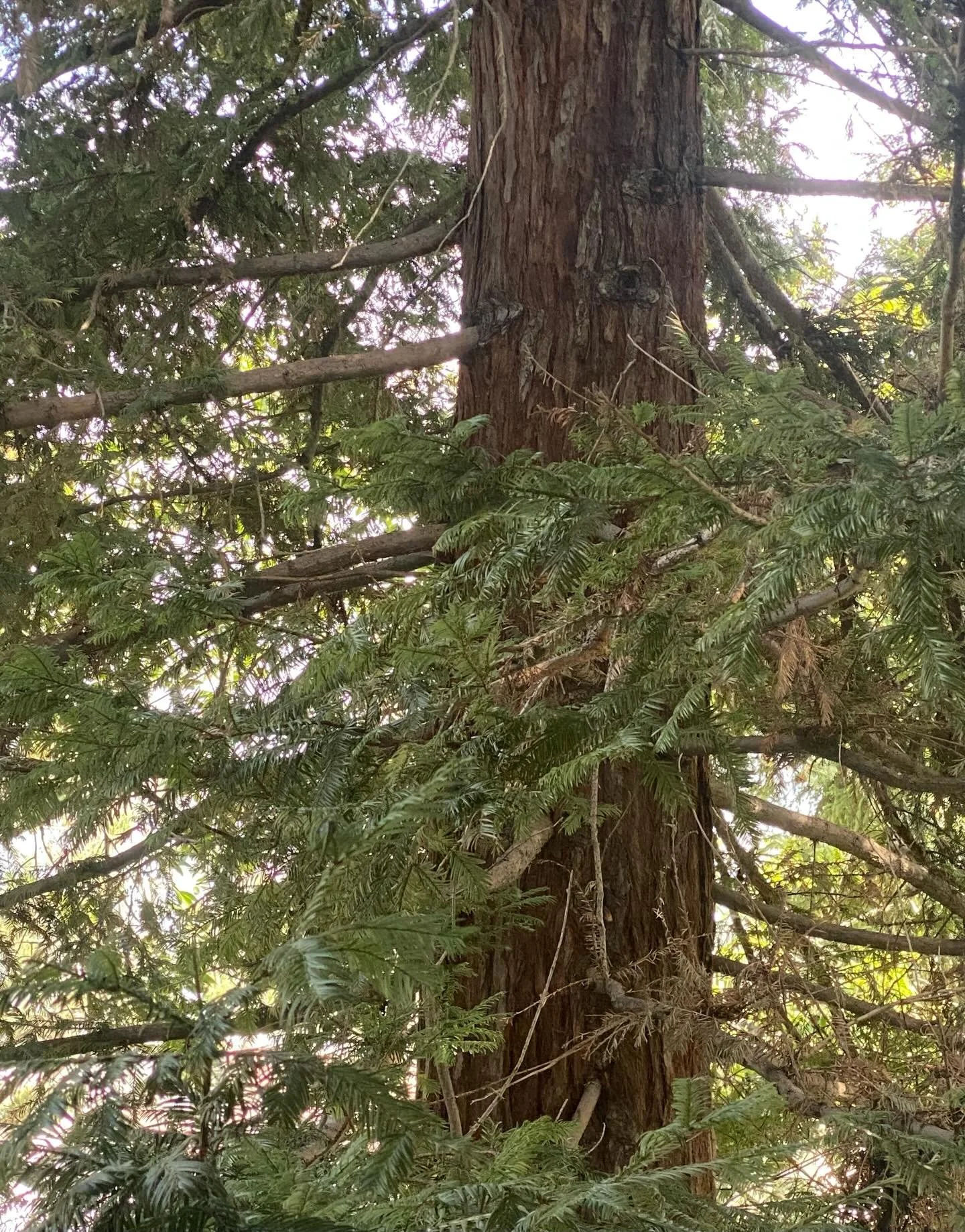 I like to look to trees often.🌳

Not just because they&rsquo;re comforting to look at, but because they represent stability. 

🩵Trees are resilient.

🩵Trees have strong foundations.

🩵Trees are connected deeply to the Mother Earth.

Some days you