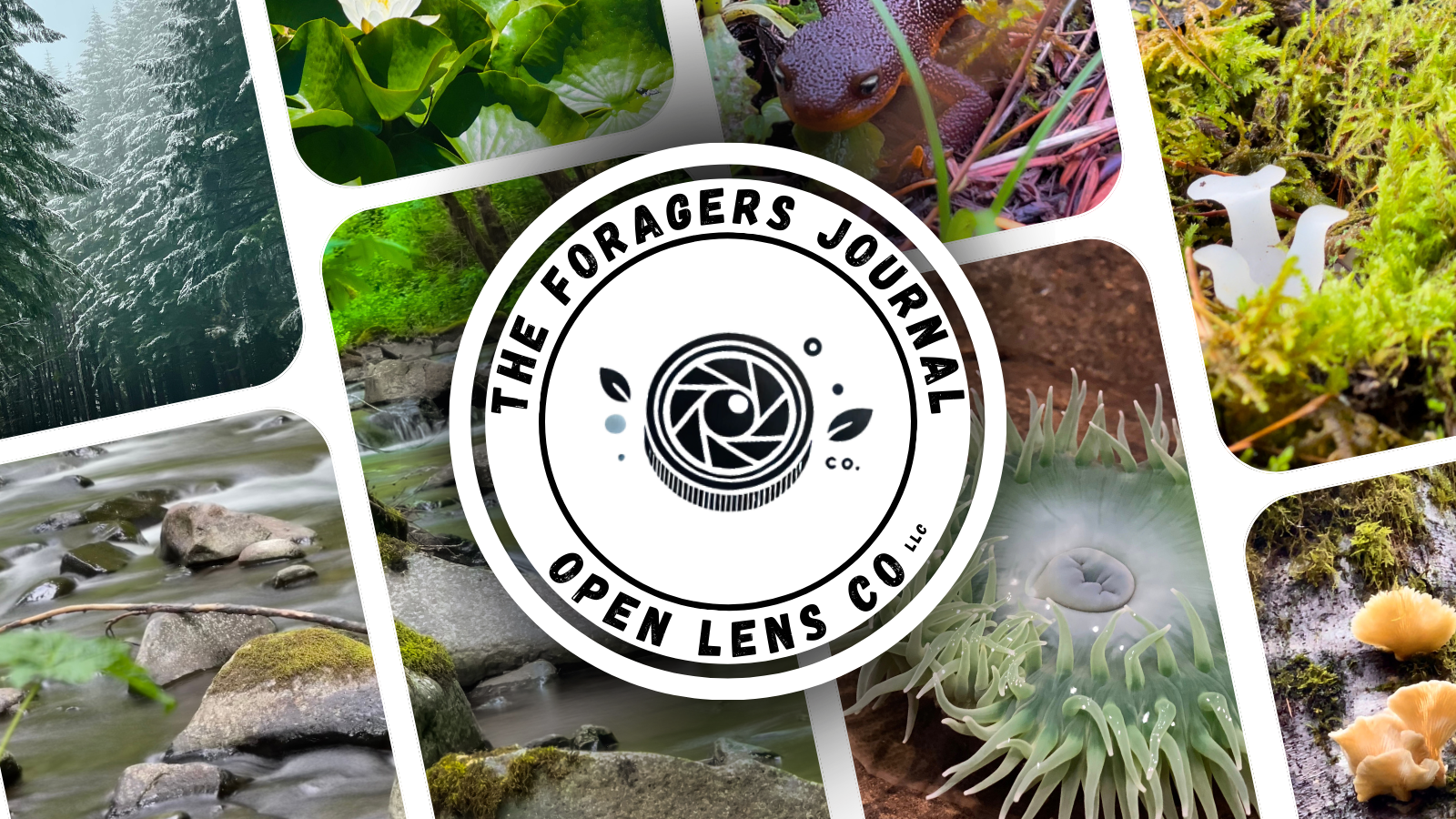 Welcome to The Foragers Journal