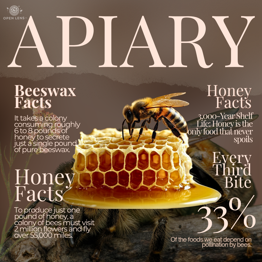 Infographic about bees and honey, showing a bee on honeycomb with facts about beeswax and honey, including their uses, shelf life, and pollination importance.