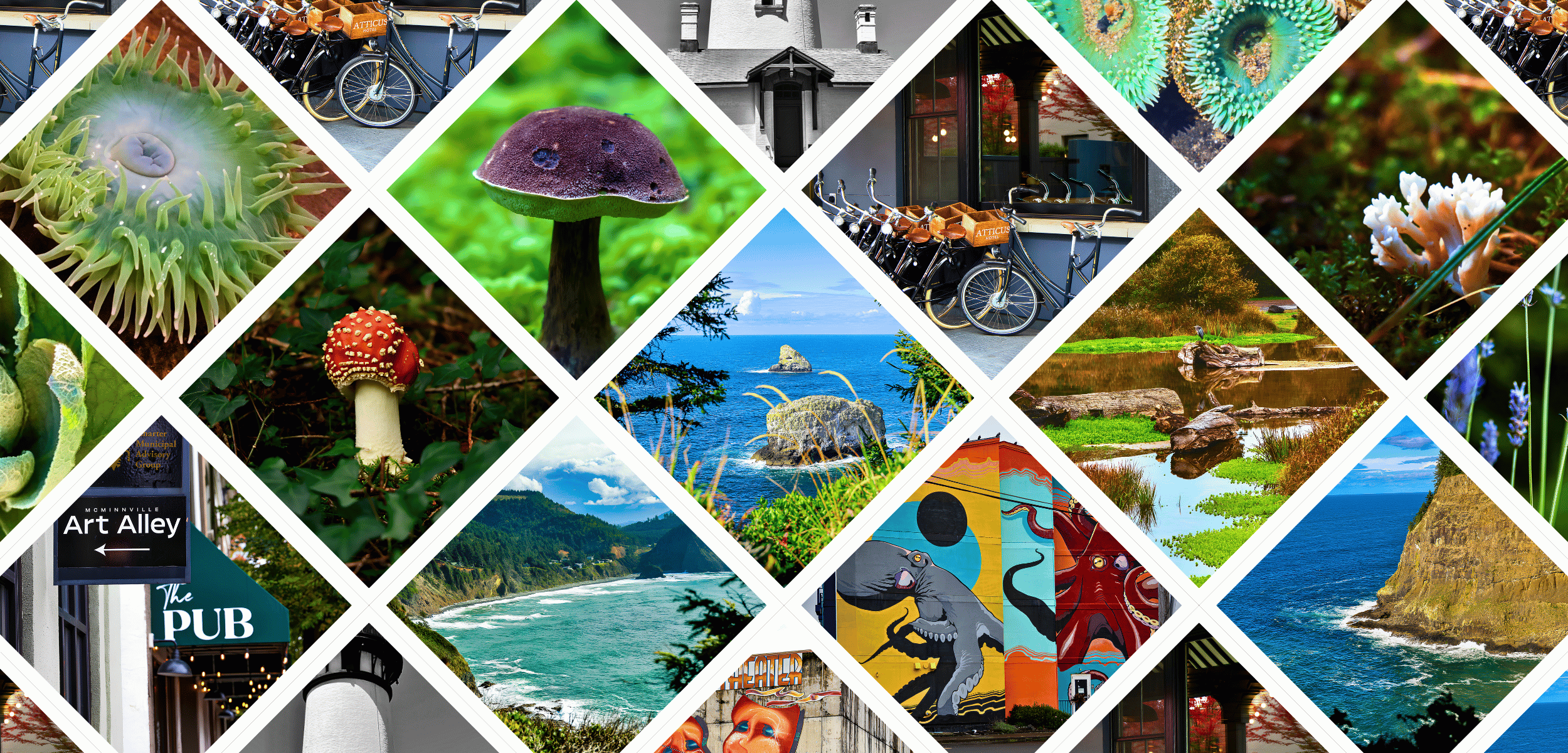 500kb Open Lens Co. Banner 2025 (2500 x 1500 px) (2500 x 1200 px).png