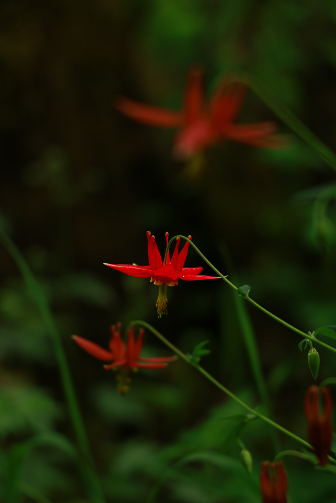 OPENLENSCOMPANYLLCMCMINNVILLEWALLPICARTGALLERY-14.png