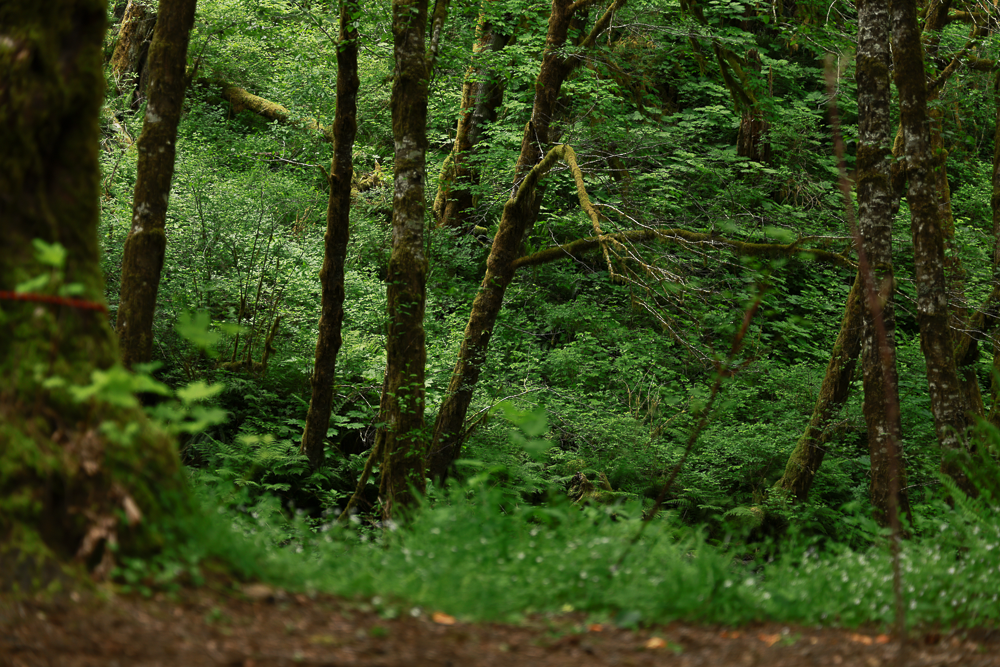 OPENLENSCOMPANYLLCMCMINNVILLEWALLPICARTGALLERY-26.png
