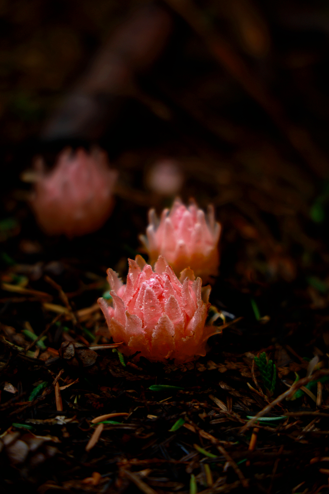 Close-up of three pink pine cone-like fungi growing on the forest floor amidst dark soil, pine needles, and small green plants.Open Lens Company Media Marketing Oregon and Washington Websites Social Media Real Estate Events Marketin