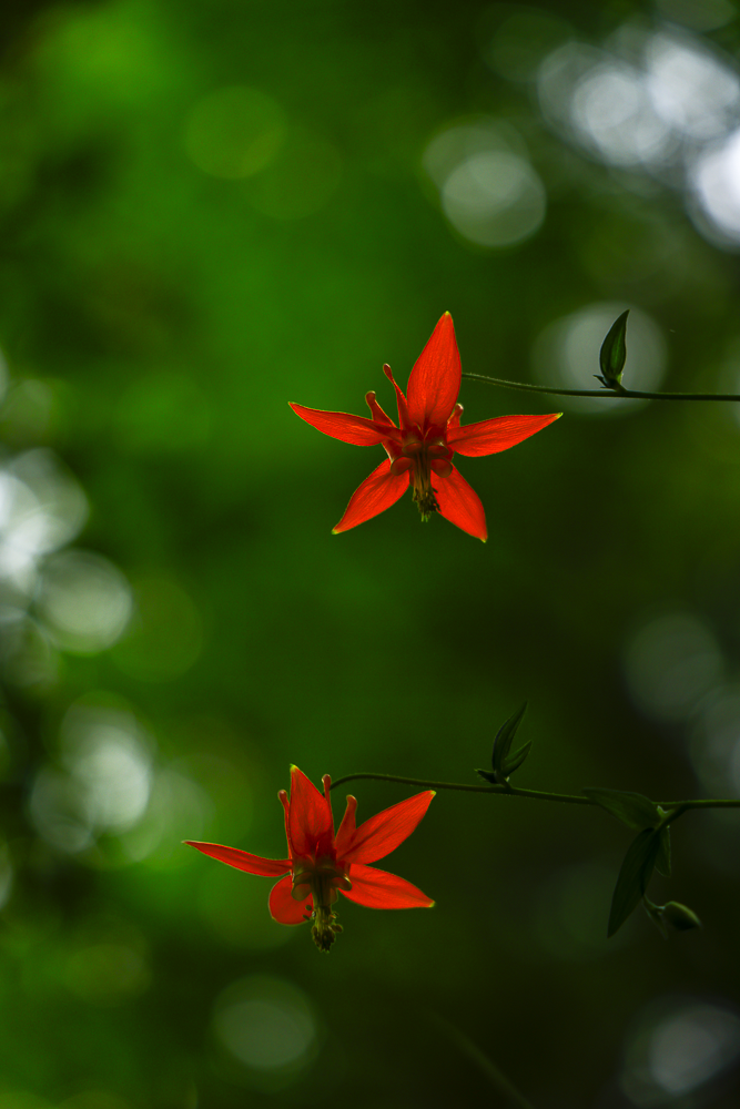 Two red flowers blooming on a green background with blurred light spots. Open Lens Company Media Marketing Oregon and Washington Websites Social Media Real Estate Events Marketin