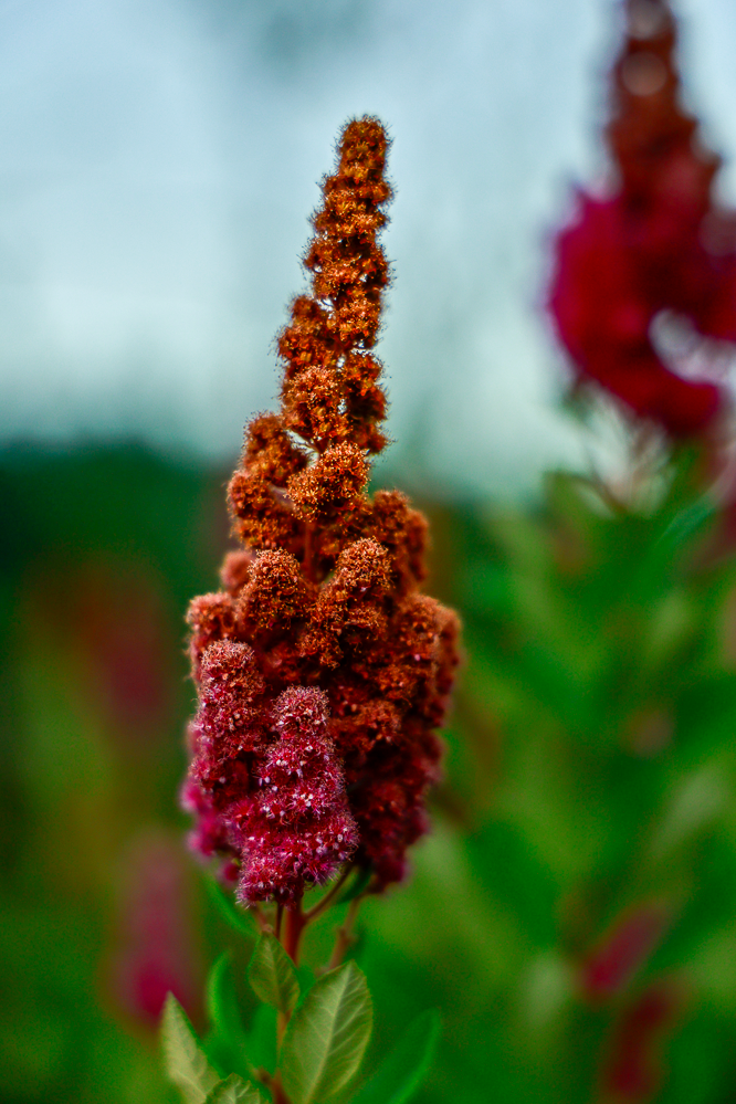 Close-up of a colorful, fuzzy flower spike with shades of pink, red, and orange, surrounded by green leaves. Open Lens Company Media Marketing Oregon and Washington Websites Social Media Real Estate Events Marketin