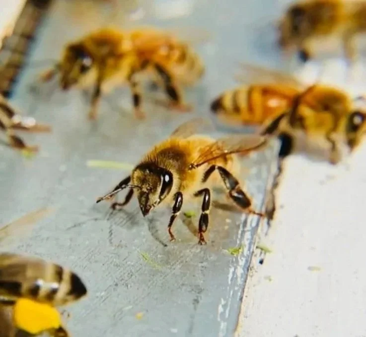 Close-up of a honey bee on a gray surface with other bees nearby.
