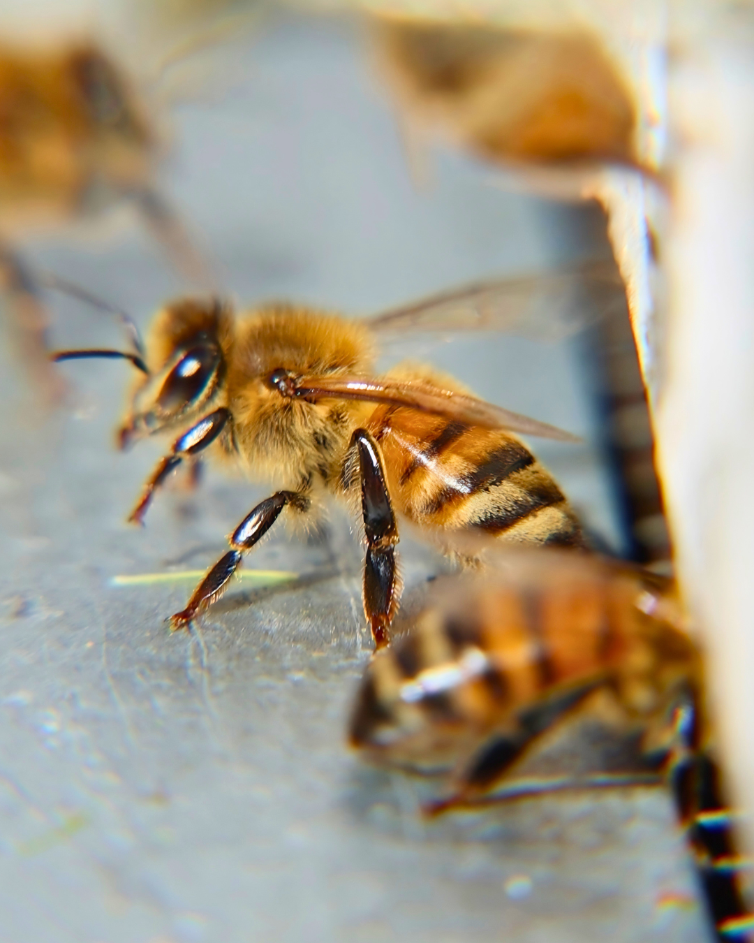 Close-up of a honey bee on a gray surface.