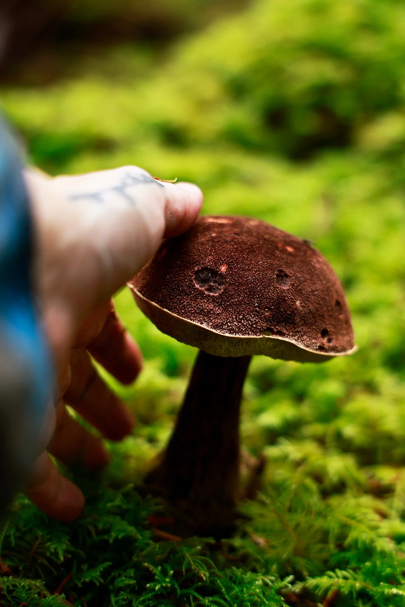 Close-up of a person holding a brown mushroom with a textured cap, based on mossy ground and vegetation. Outdoor content PNW Pacific Northwest survival gear outdoor gear hiking camping exploration content creators