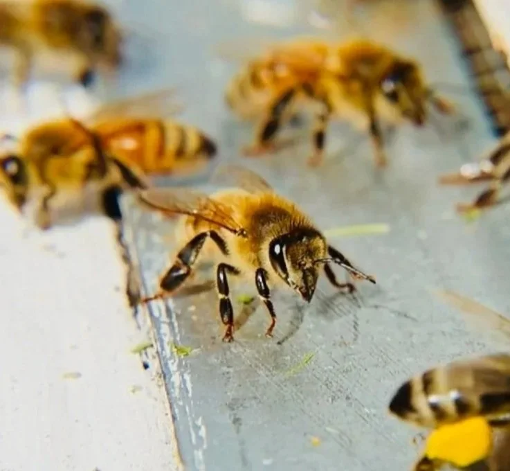 Close-up of honeybees on a hive, with one bee in focus and others in the background.