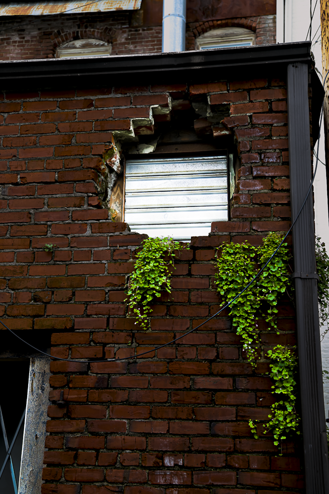 A brick building wall with a square, metal window shutter that is partially open, surrounded by crumbling brickwork. Green vines grow along the wall below the window.