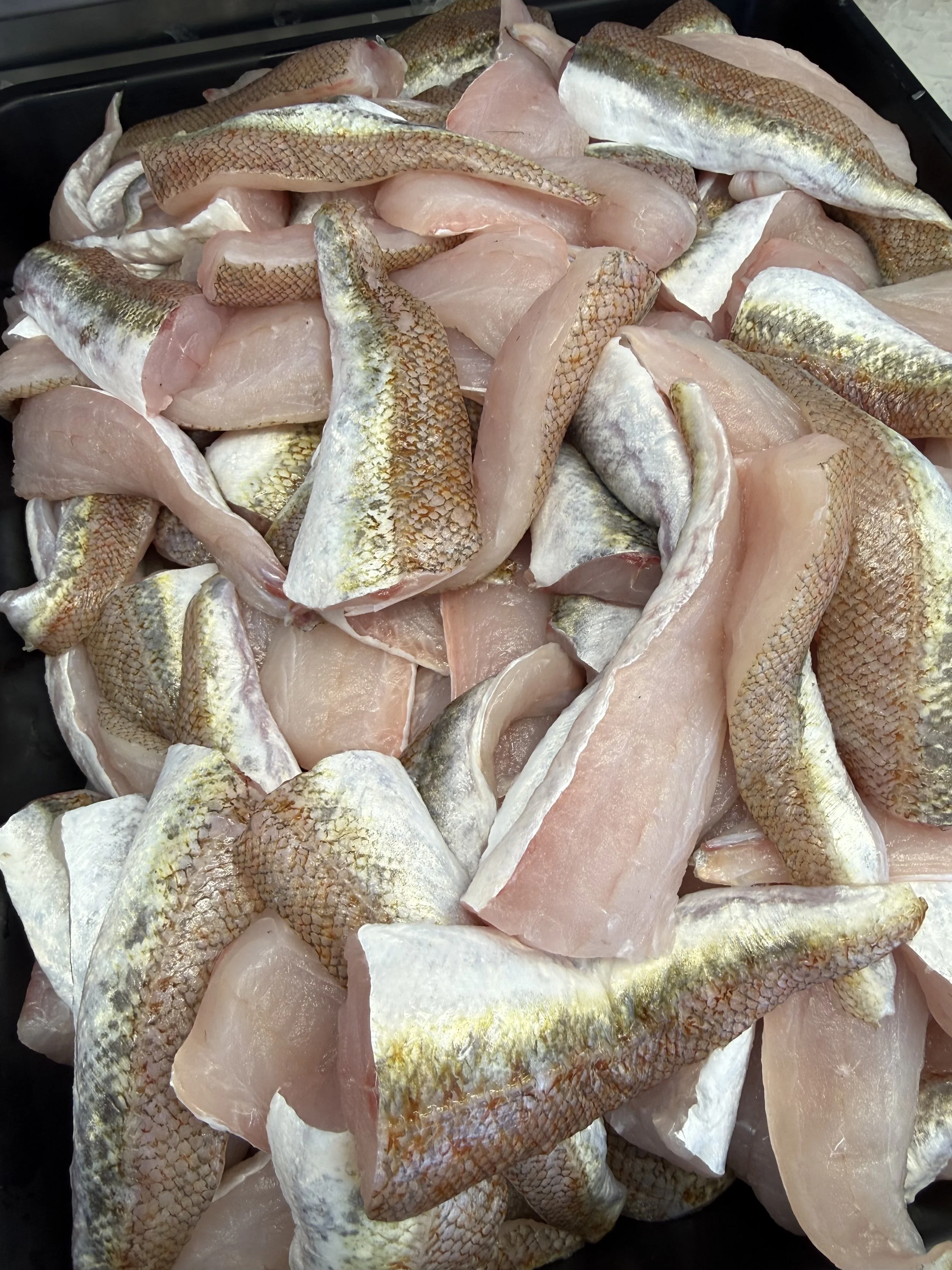 #1 FLATHEAD TAILS