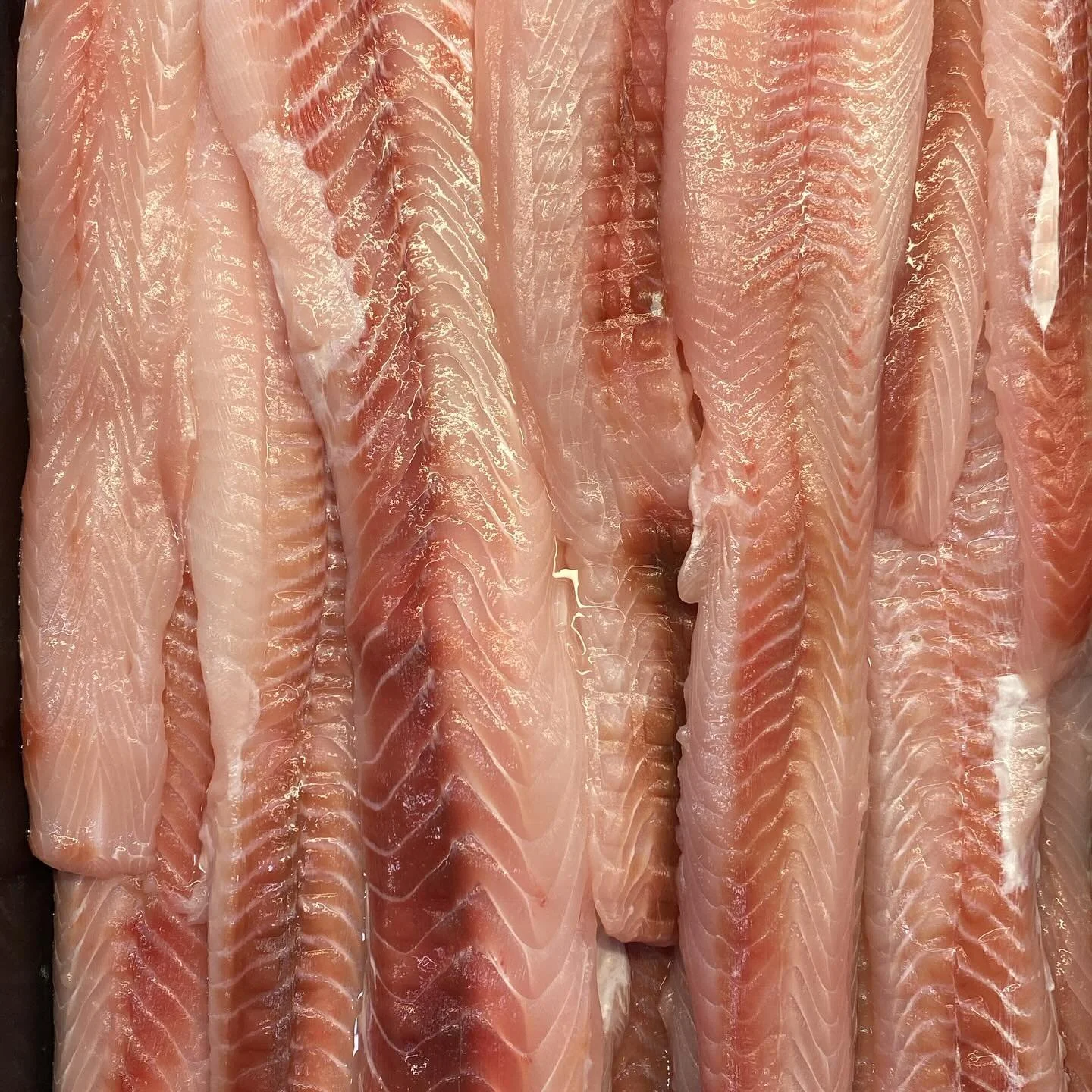 GUMMY SHARK FILLETS