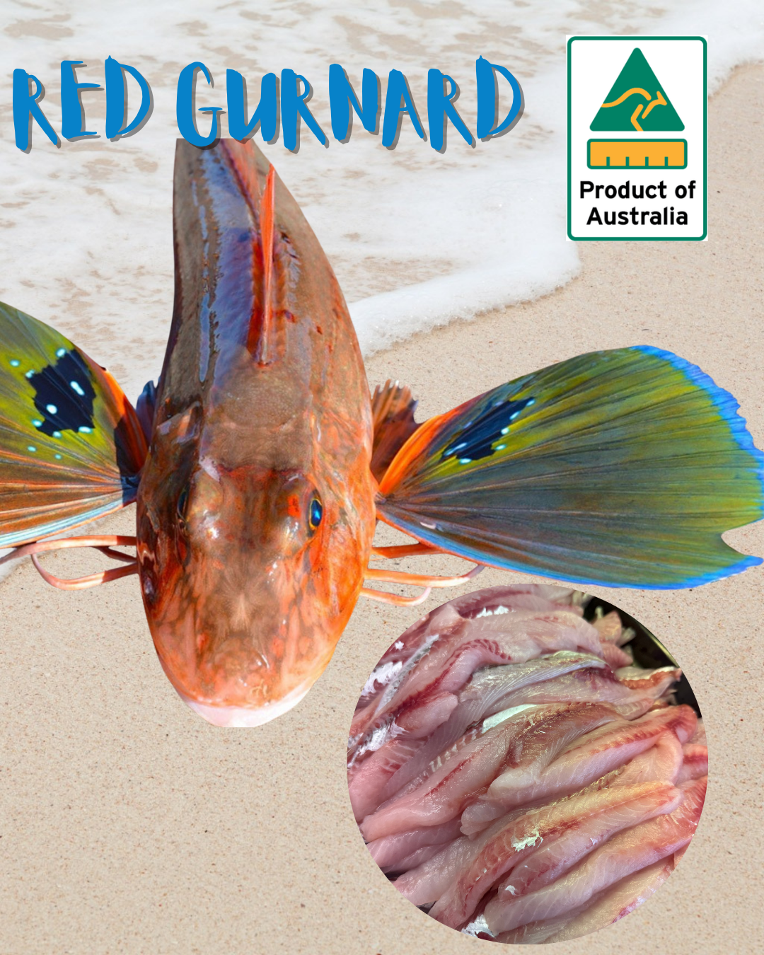 GURNARD.png