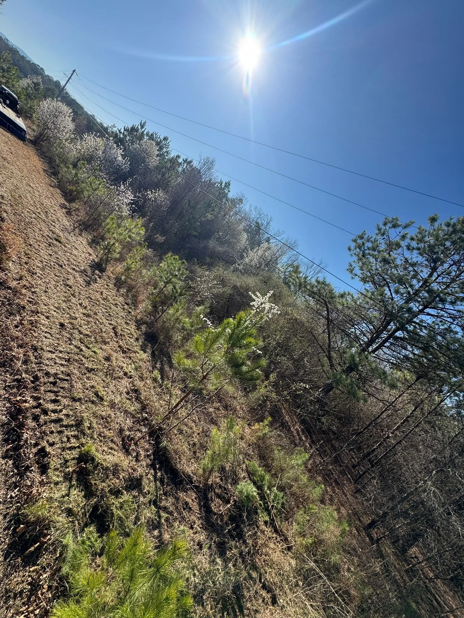 The Best Way to Clear Brush and Small Trees in North Georgia