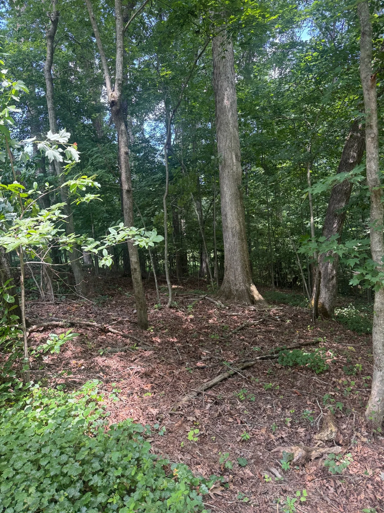 Forestry mulching in ellijay