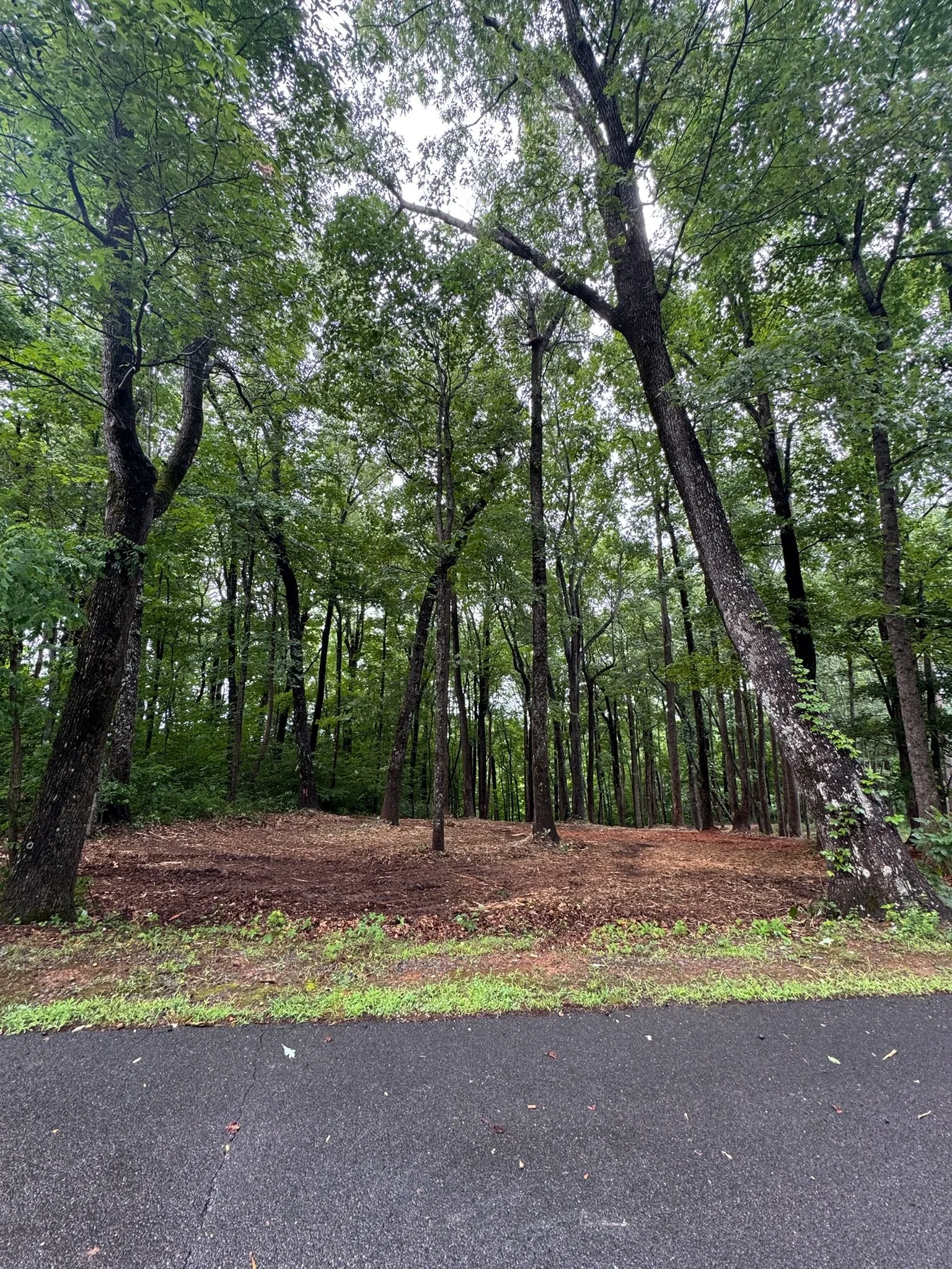 brush clearing ellijay georgia