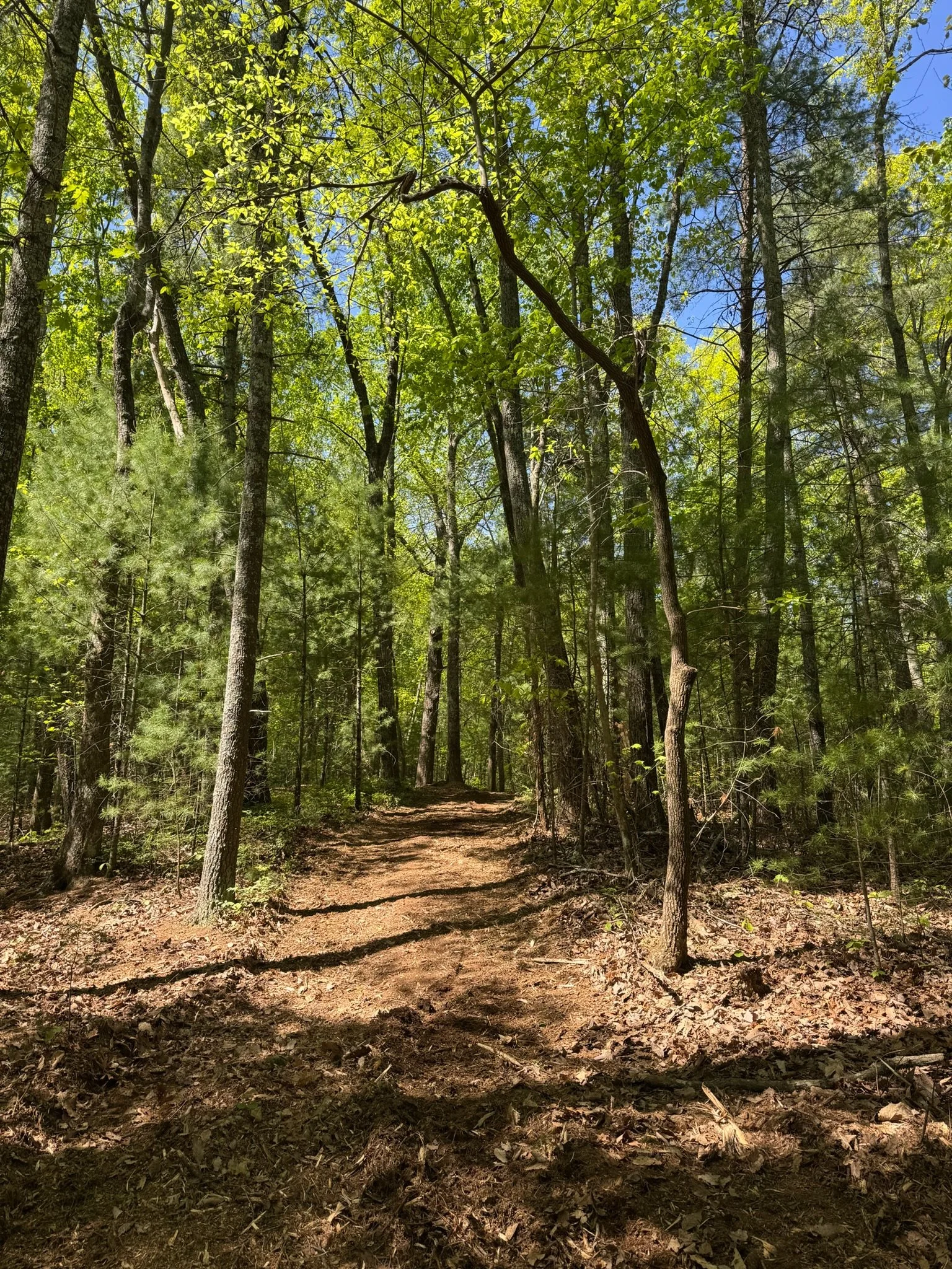 trail clearing services in ellijay georgia