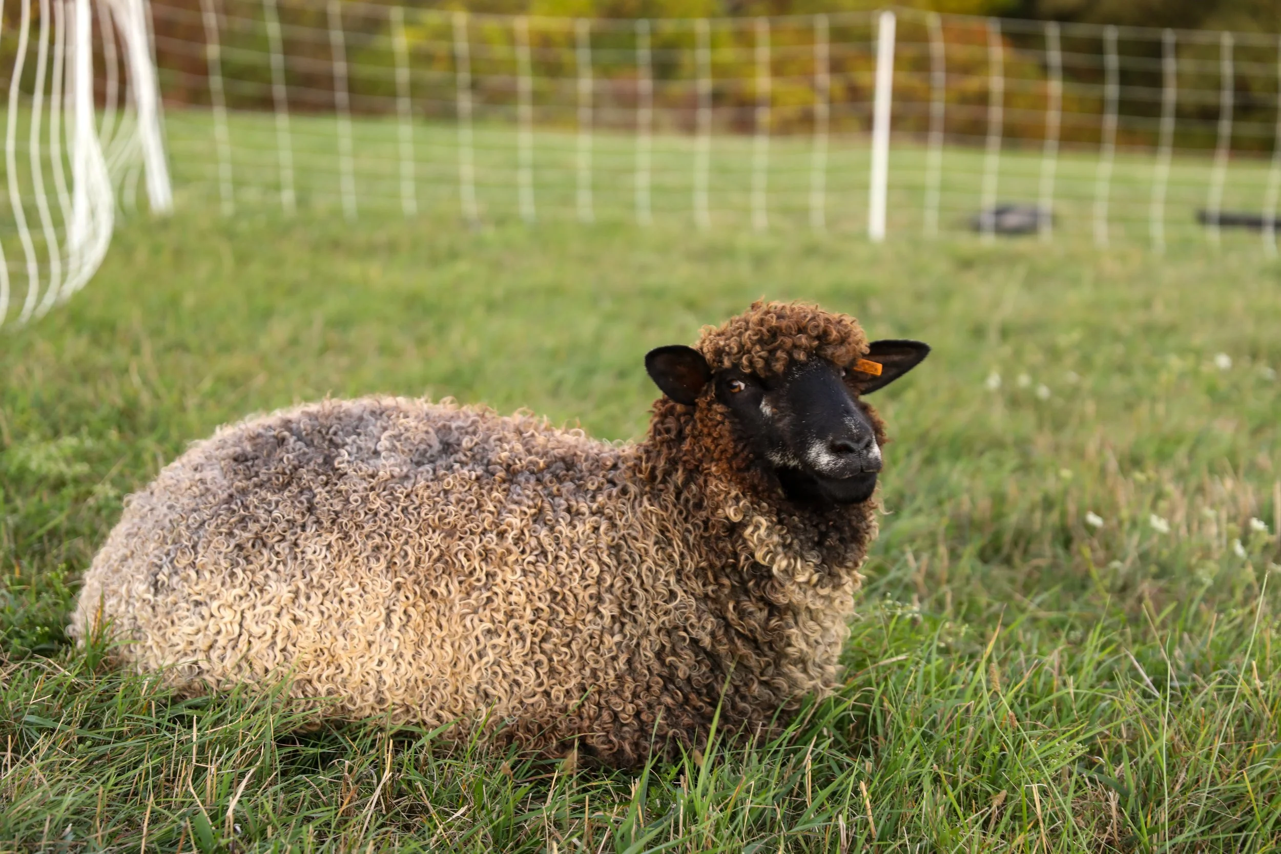 ZVD Photography for NWL 25-239.jpeg