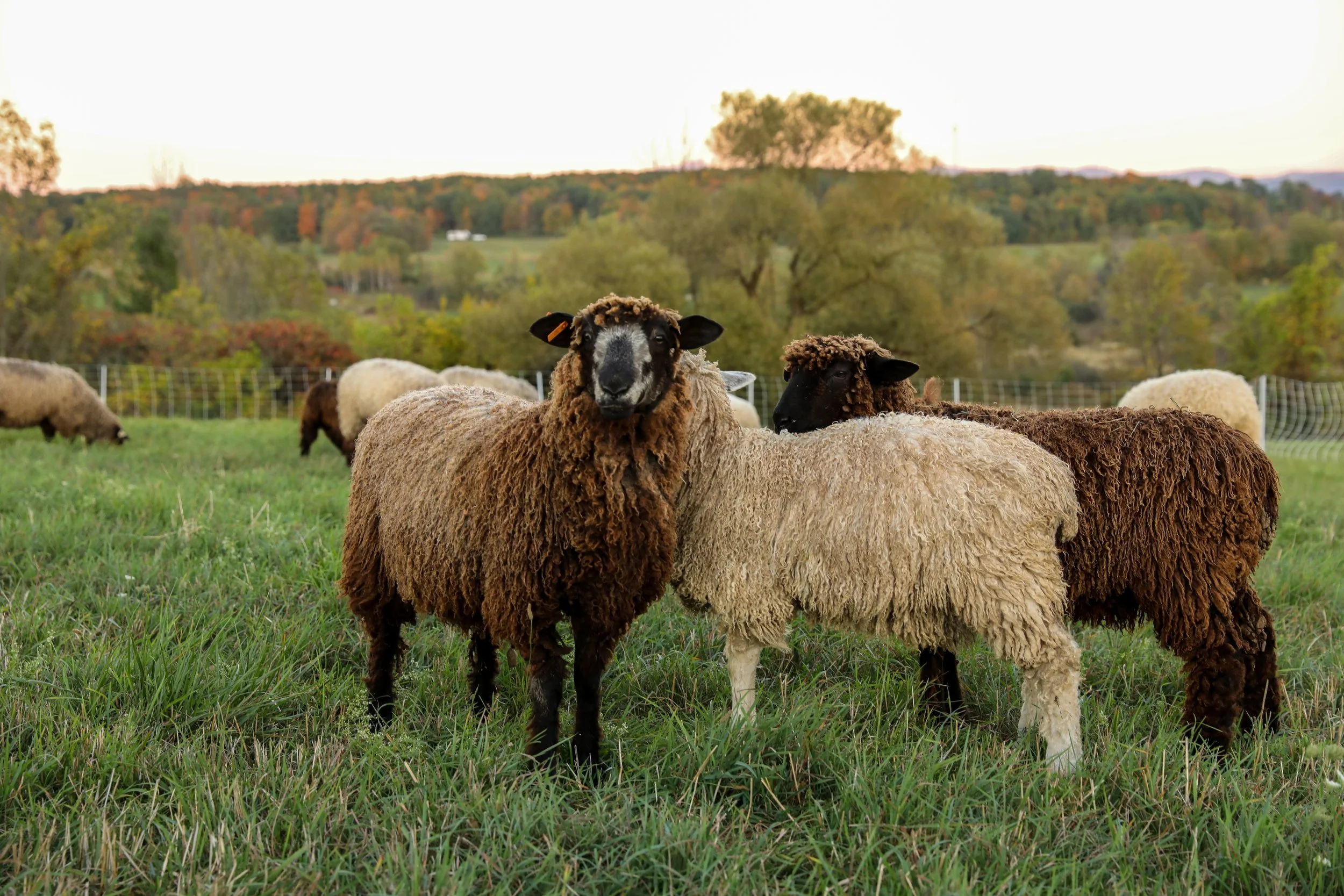 ZVD Photography for NWL 25-210.jpg