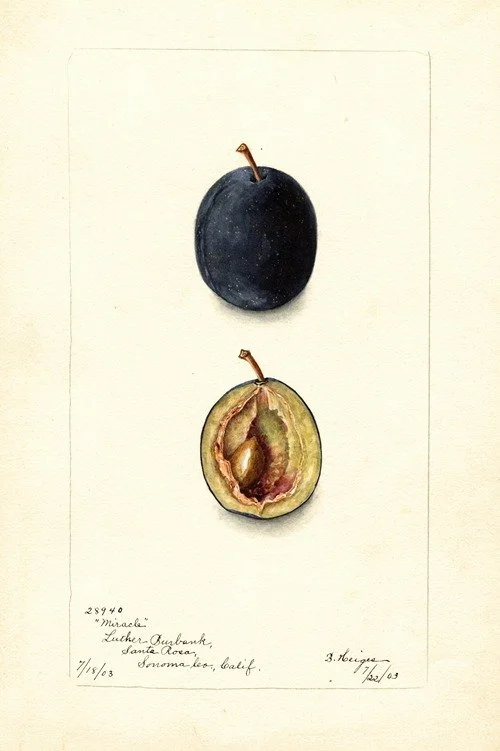 POM00004963.jpg