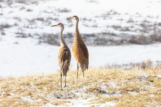 Citizen Science: Annual Midwest Crane Count