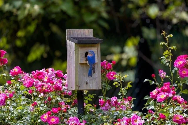 Bluebird Nest Watching - Hunt Hill